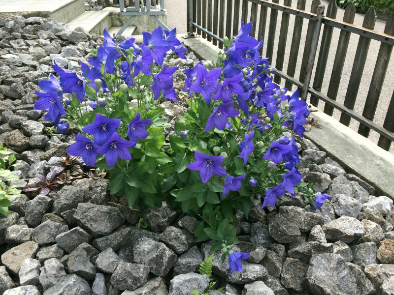 Платикодон Фото Цветов