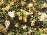Hydrangea paniculata 'Burgundy Lace'