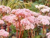 Sedum Matrona