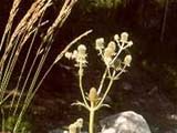 Eryngium agavifolium