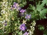 Calamintha nepeta