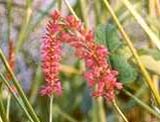 Persicaria Firetail