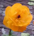 Trollius