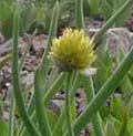 Allium_sp