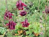 Aquilegia atrovinosa