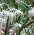 Dianthus_sp