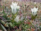 Gentiana algida