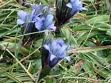 Gentiana tianshanica