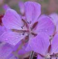 Geranium_sp