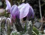 Oxytropis chionobia