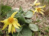 Ligularia