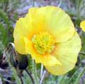 Papaver_sp