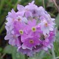 Primula