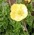 Ranunculus_sp