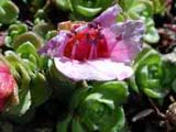 Saxifraga oppositifolia