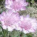 Scabiosa_sp