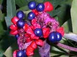 Плоды Paeonia cavachensis