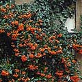  (Pyracantha)