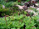   Saxifraga Aureovariegata