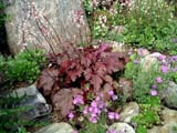  (Heucherella _Chocolate Lase_)    (Erinus alpinus)