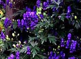 _Aconitum