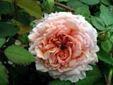 Abraham Darby