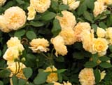 Crown Princess Margareta