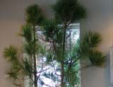 Пиния_Pinus pinea