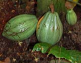Theobroma cacao