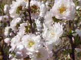 Prunus glandulosa_ff-alba