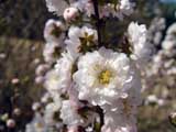 Prunus glandulosa_ff-alba