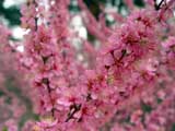 Prunus glandulosa-ff-rosea