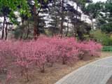 Prunus glandulosa-ff-rosea