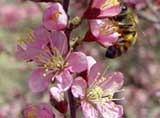 Prunus japonica