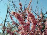 Prunus japonica