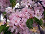 Cerasus-Prunus_sachalinensis
