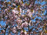 Cerasus_Prunus-sahalinensis