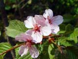 Prunus sachalinensis