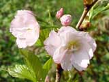 Cerasus-Prunus sachalinensis