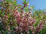 Amygdalus ledebourii