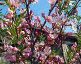 Amygdalus ledeburiana