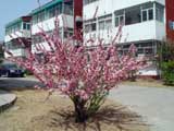 Prunus-Louseinia triloba