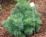 Pinus strobus  Radiata - Сосна веймутова Лучистая