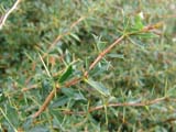 Berberis buxifolia - Барбарис самшитолистный