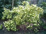 Rhododendron lufesceus