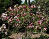 Magnolia liliiflora Nigra