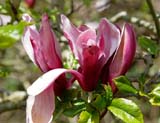 Magnolia liliiflora Nigra