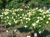 Sunny Rose_ 90 _  2006