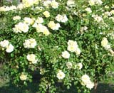 Sunny Rose_ 90 _  2006