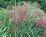 Miscanthus sinensis Rotsilber